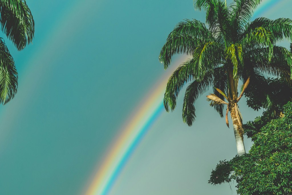 rainbow over palm trees