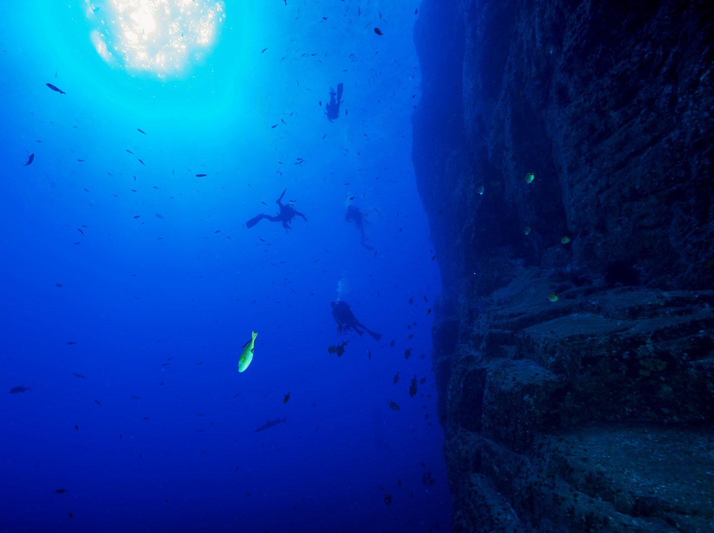 divers ocean diving next to a rock wall