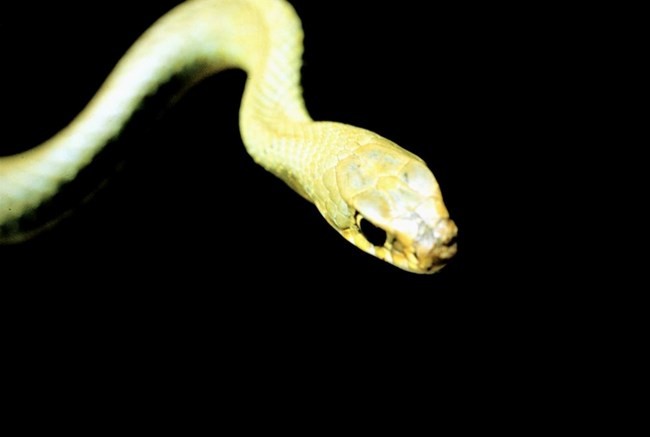 a yellow snake against a black background