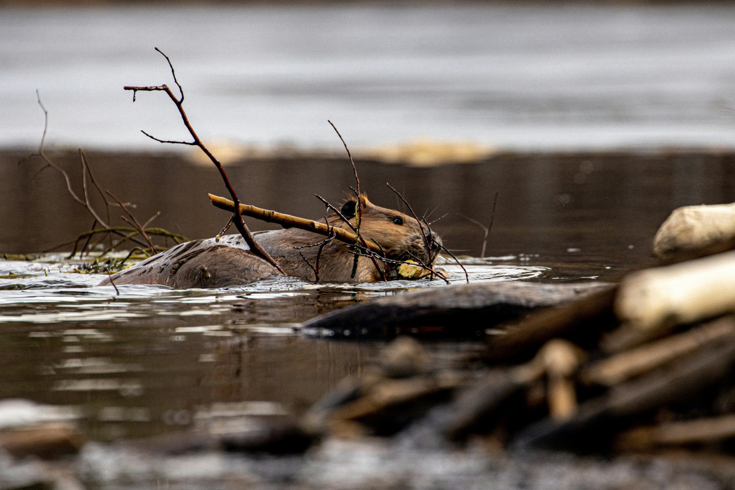 A beaver swims with a stick in its mouth