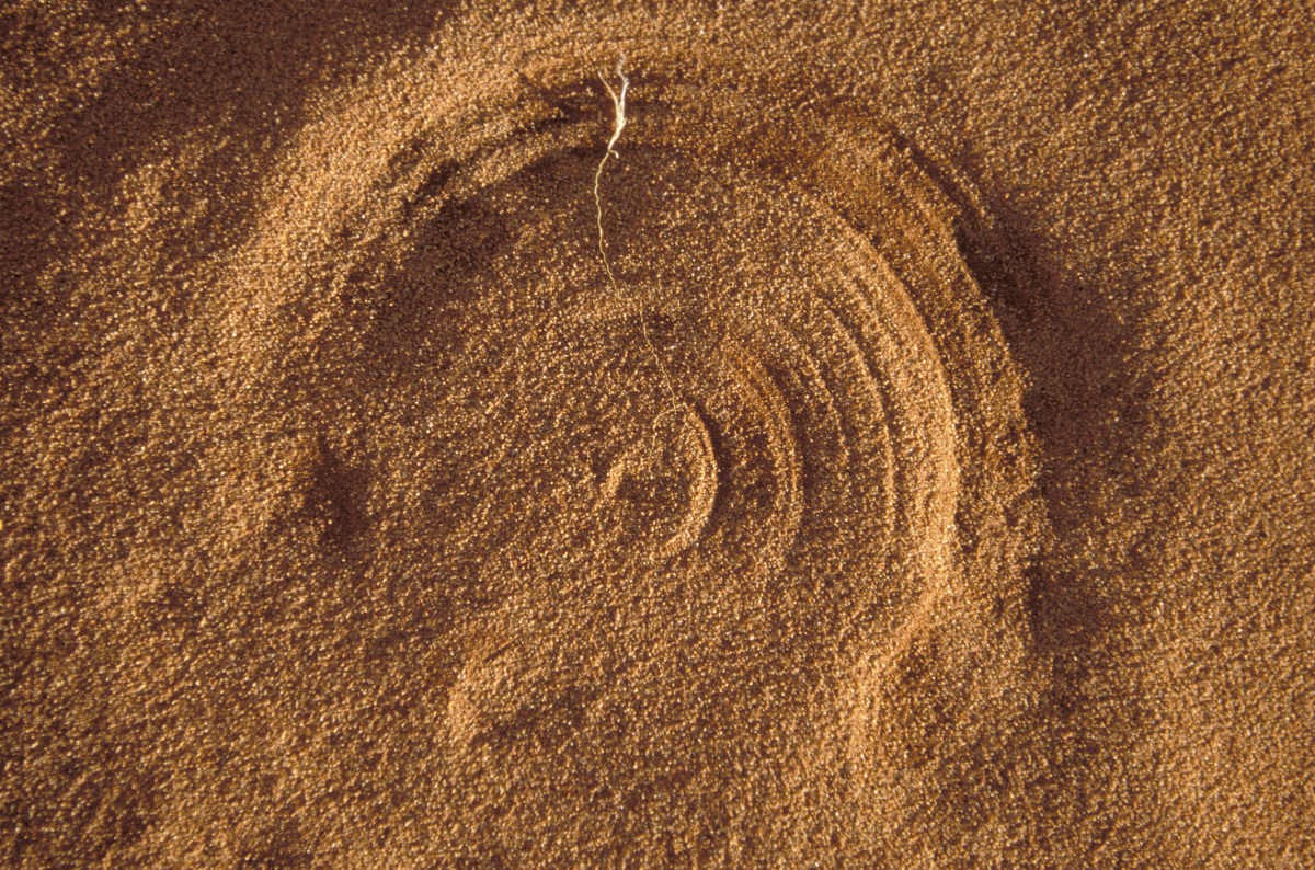 Representative Image Source: Plant growing in sand (Getty Images)