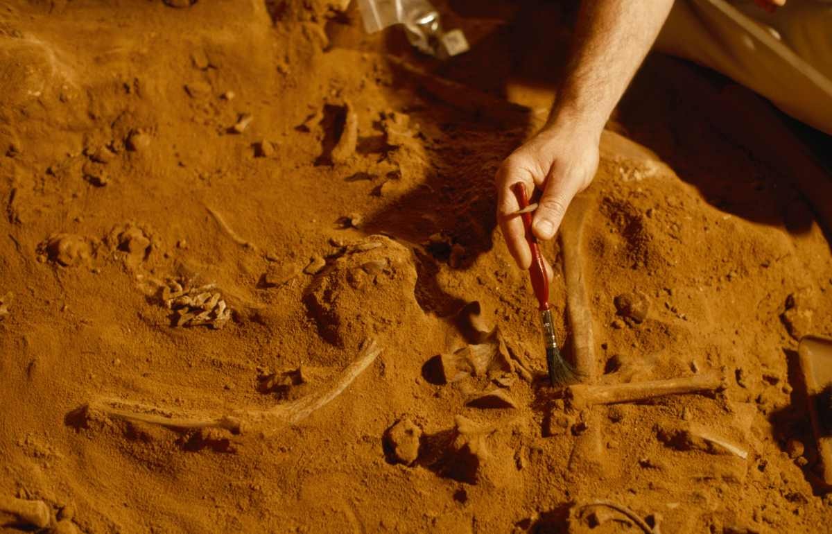 Representative Image Source: Naracoorte Caves, South Australia. An archeologist brushes soil from fossils at an excavation site.(Getty Images)