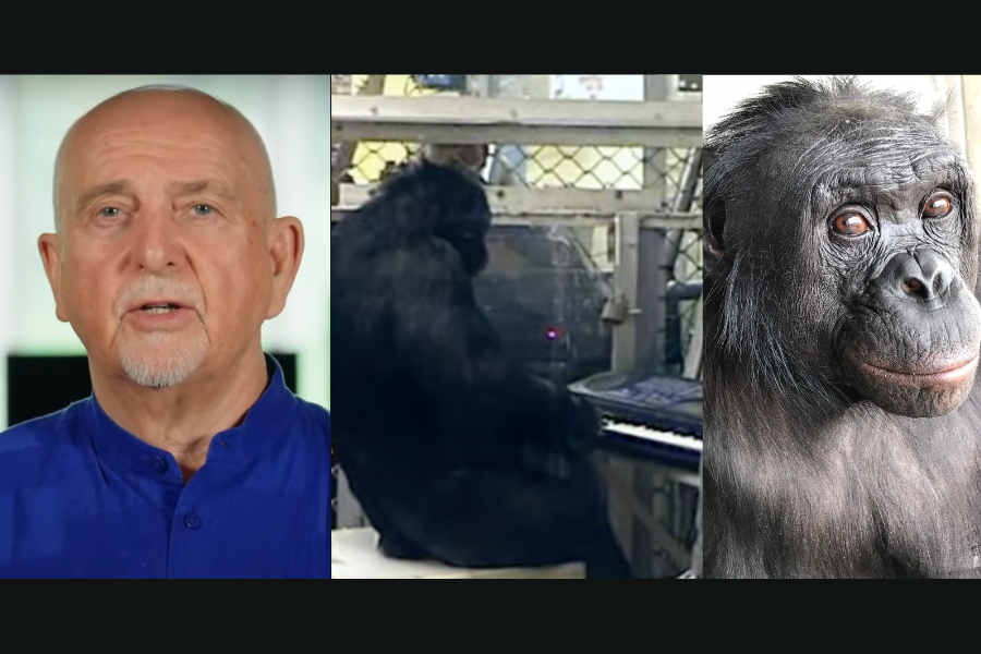 Peter Gabriel, Kanzi, ape, tribute, music, bonobo