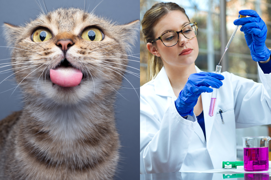 Photos of a silly cat and a scientist