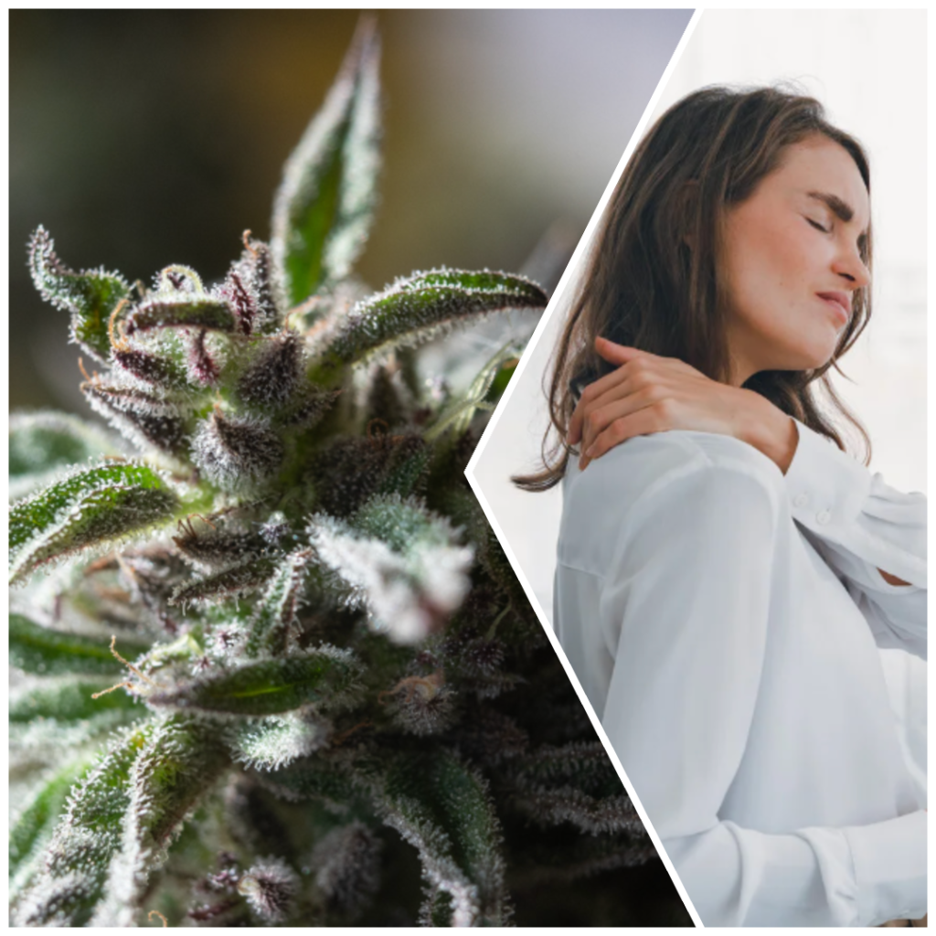 marijuana, THC, opioids, pain relief, medicine