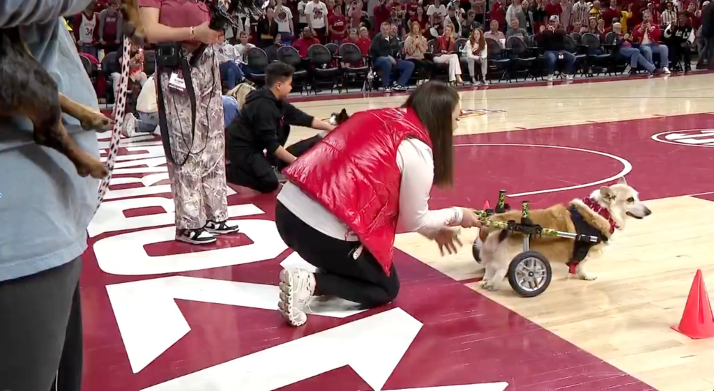 A corgi dog with a rear-leg wheelchair gets ready for a "race" on a basketball court
