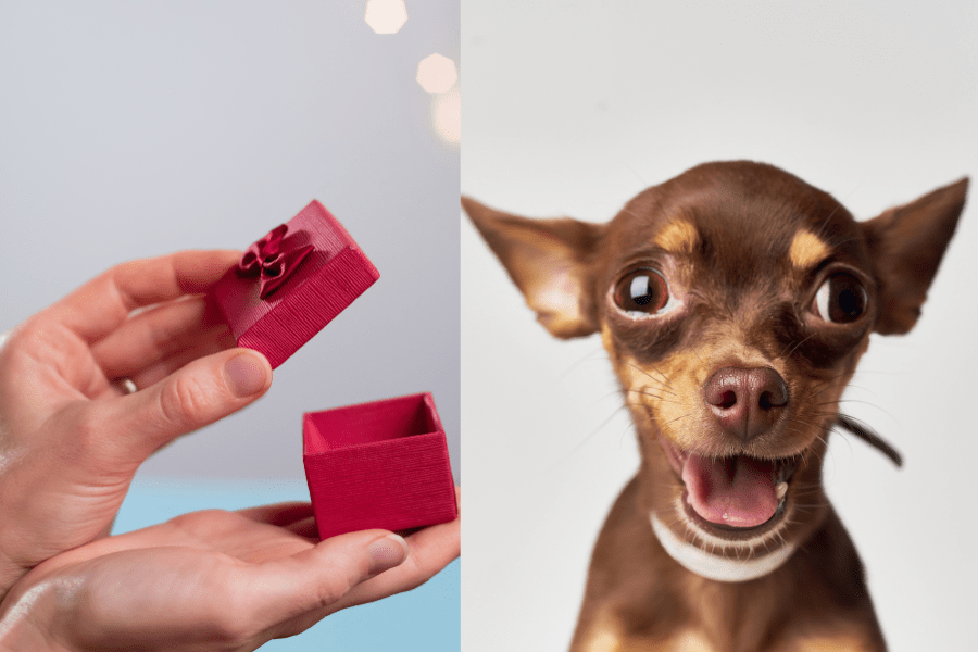 Photos of a hand opening a ring box and a small dog