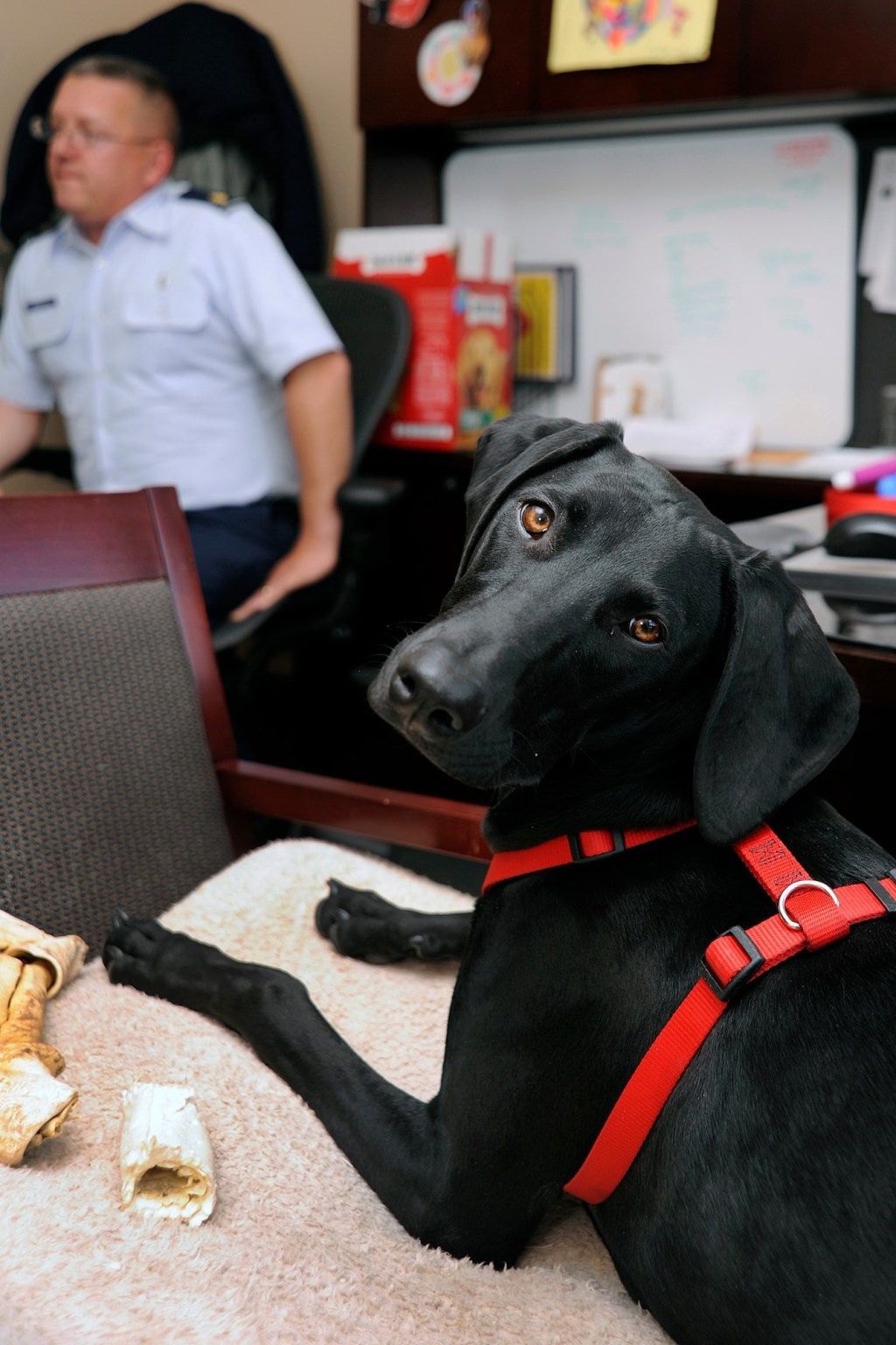 dog, therapy dog, animals, comfort, therapy, air force