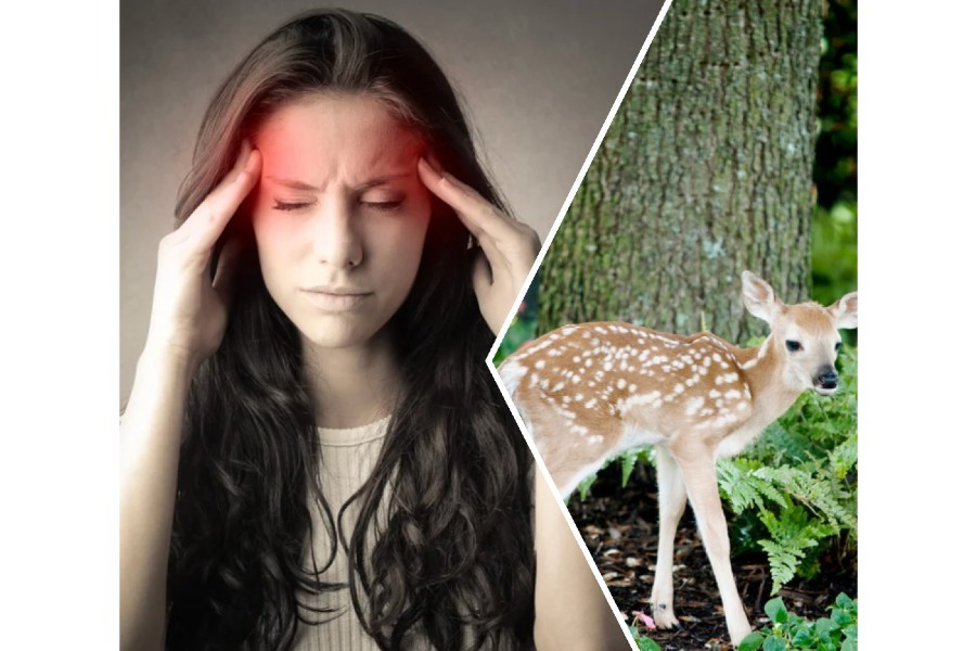 headache, woman, baby deer, nature, healing