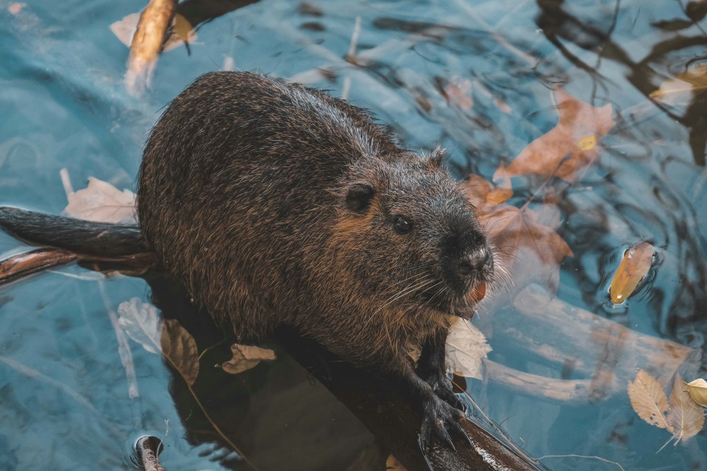 Photo of a beaver in water