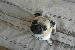 small dog, little dog, dog, baby talk, puppy