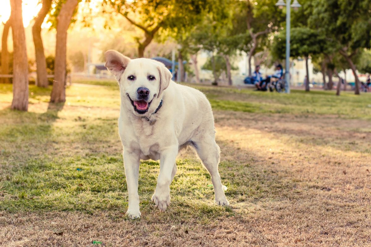 dog, outside, pup, good boy, animal