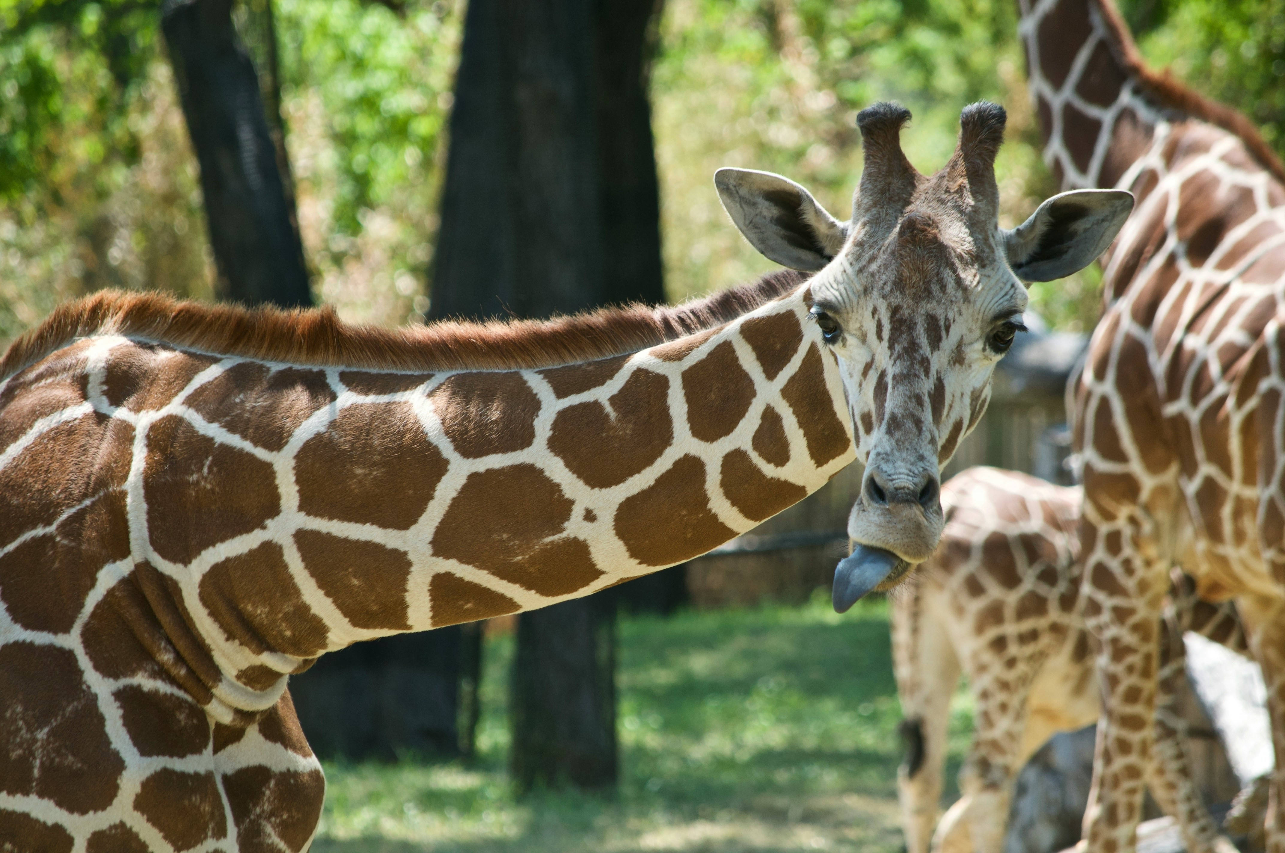 brown and white giraffe standing on green grass field during daytime