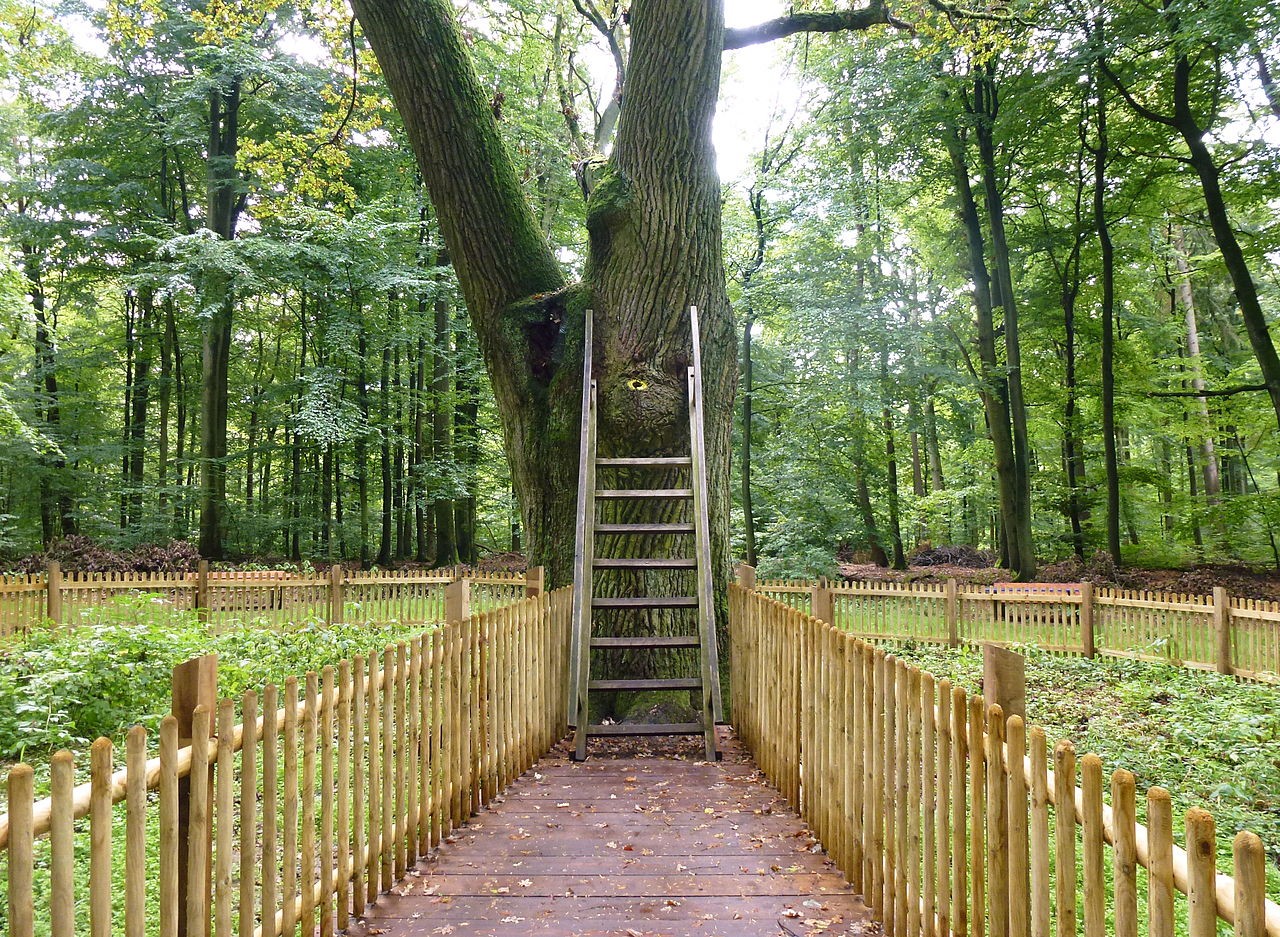 fences and ladder leading to the Bridegroom oak