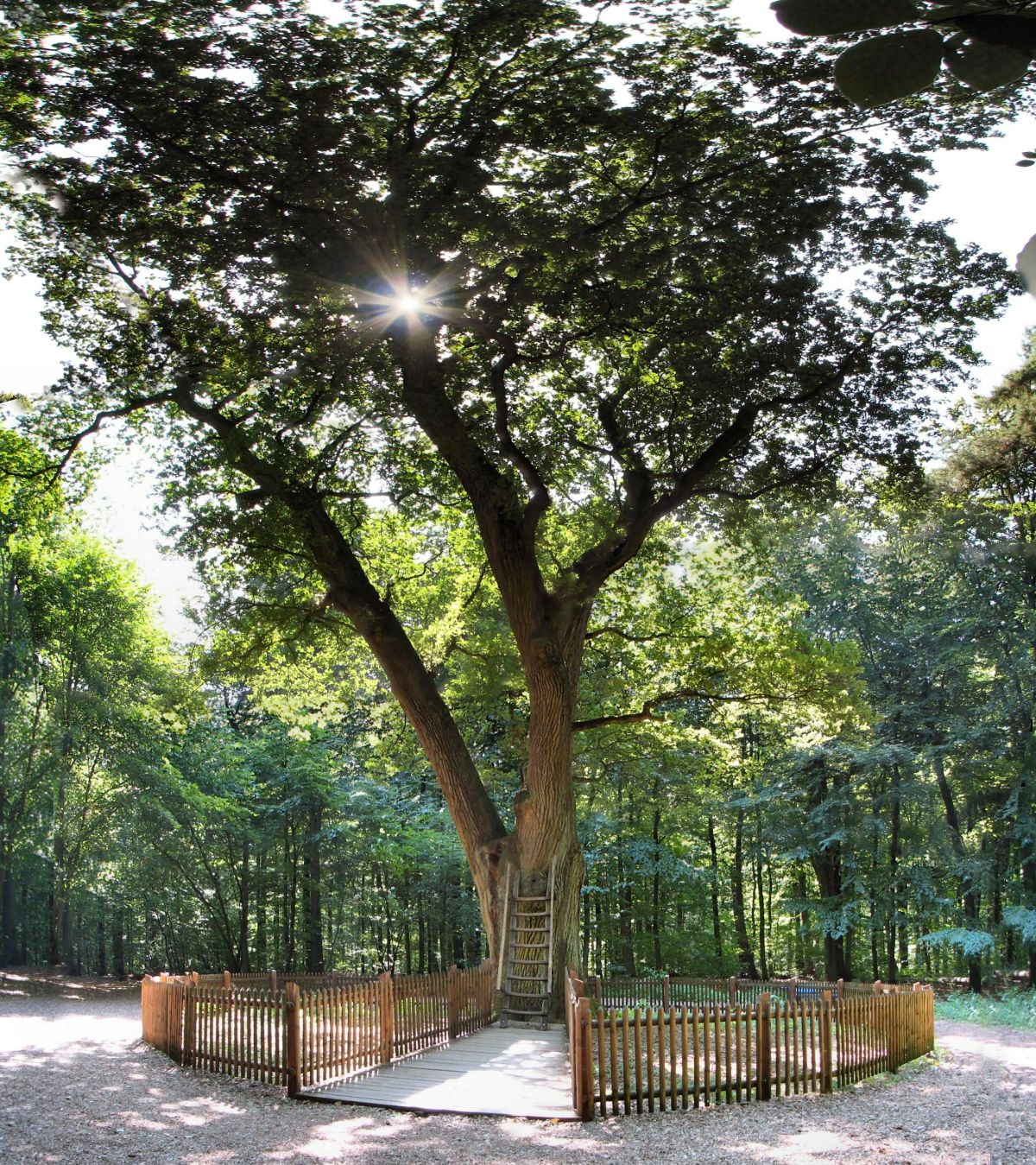 the Groom's Oak