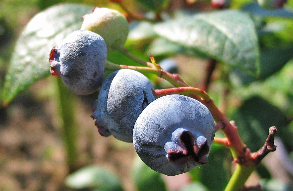 closeup of blueberries on the bush