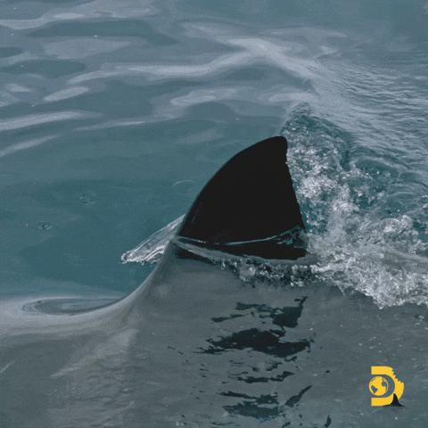 shark, shark fin, gliding, swimming, ocean water