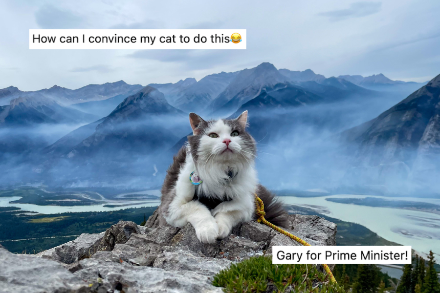 Gary the cat, pets, hiking, outdoors, nature