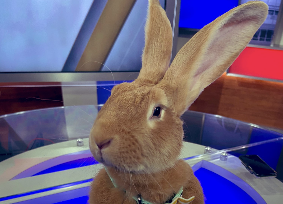rabbit, Flemish giant rabbit, animals, pets, ABC, news