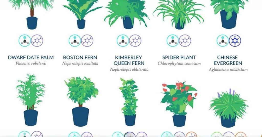 NASA, plants, clean air, home care, research