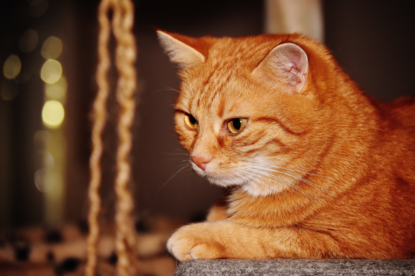 cat, orange cat, heroic pet, pets, cats, heroes