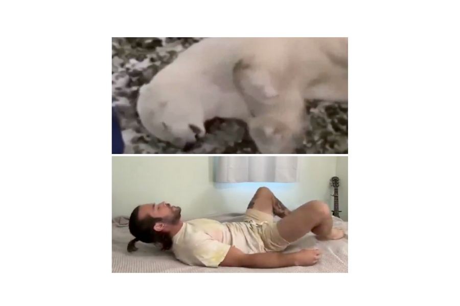 A man and a polar bear convulsing.