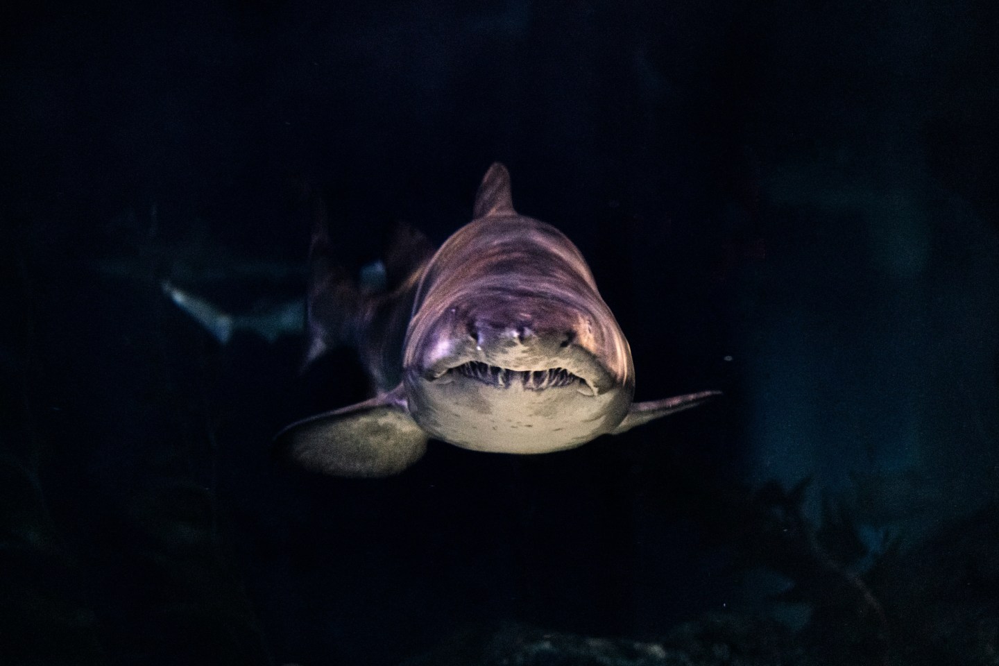 shark, gray shark, sharks, sea creature, ocean, communication