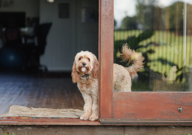 dogs,  wife internet mystery, protective pet, strange illness, husband looking for help