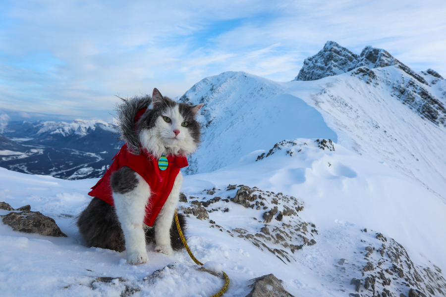 cat, gary the cat, snow, outdoors, nature