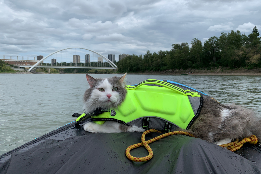 cat, gary the cat, water, outdoors, nature
