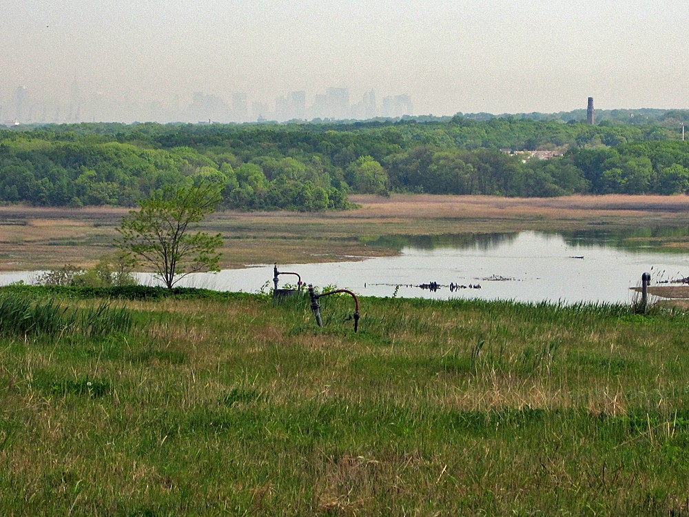 Freshkills Park, grasslands, bees, pollution, environment, flowers, pollination