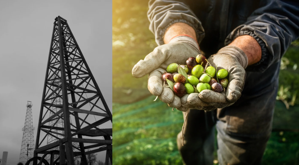 olives, clean energy, eco-friendly fuel, climate change, deforestation