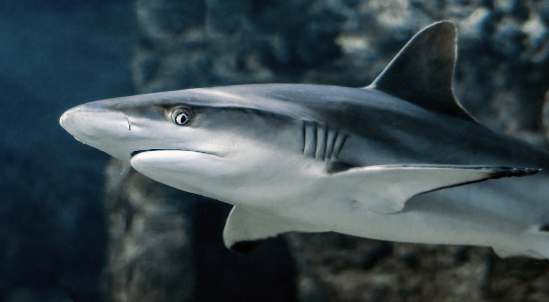 shark, rescue, suspenseful video, danger, environment