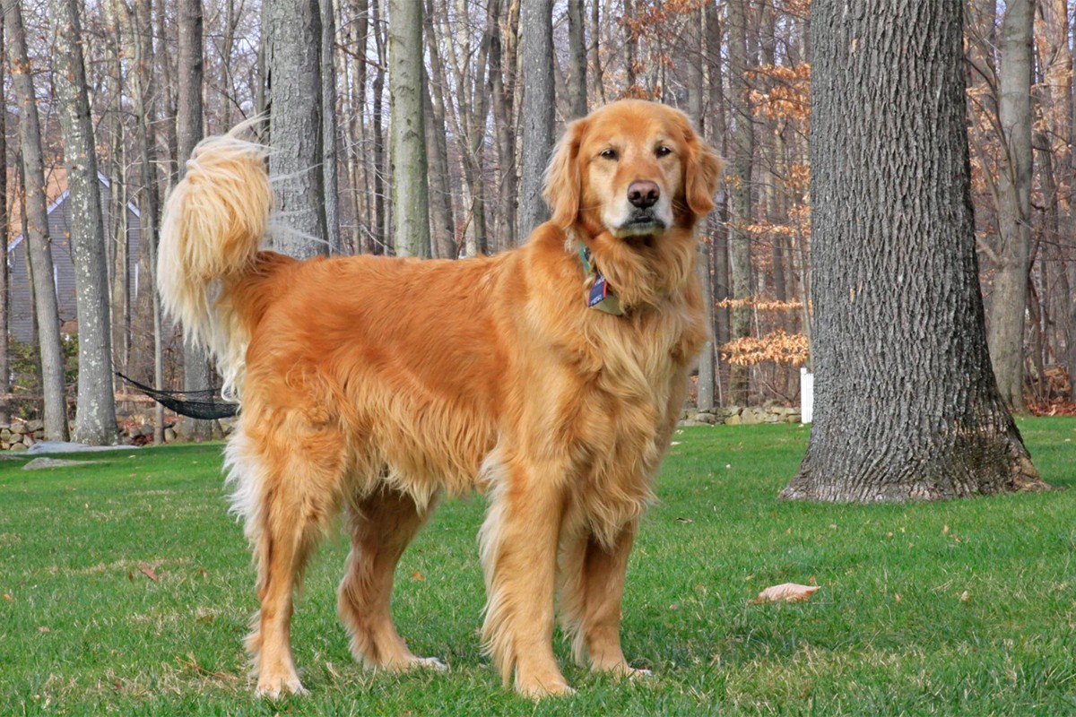 golden retriever, emotional dog, dog goodbye, viral pet video, sad dog, pet emotions, TikTok dog, Wally the dog, dog video, pet reunion, dog sadness