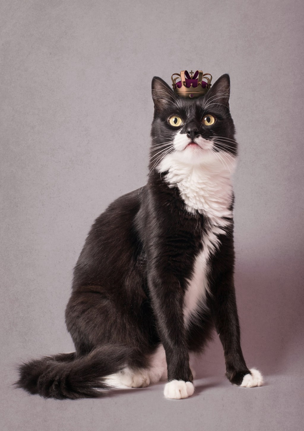 cat, cat rescue, quinceanera, tuxedo cat, cat birthday, texas