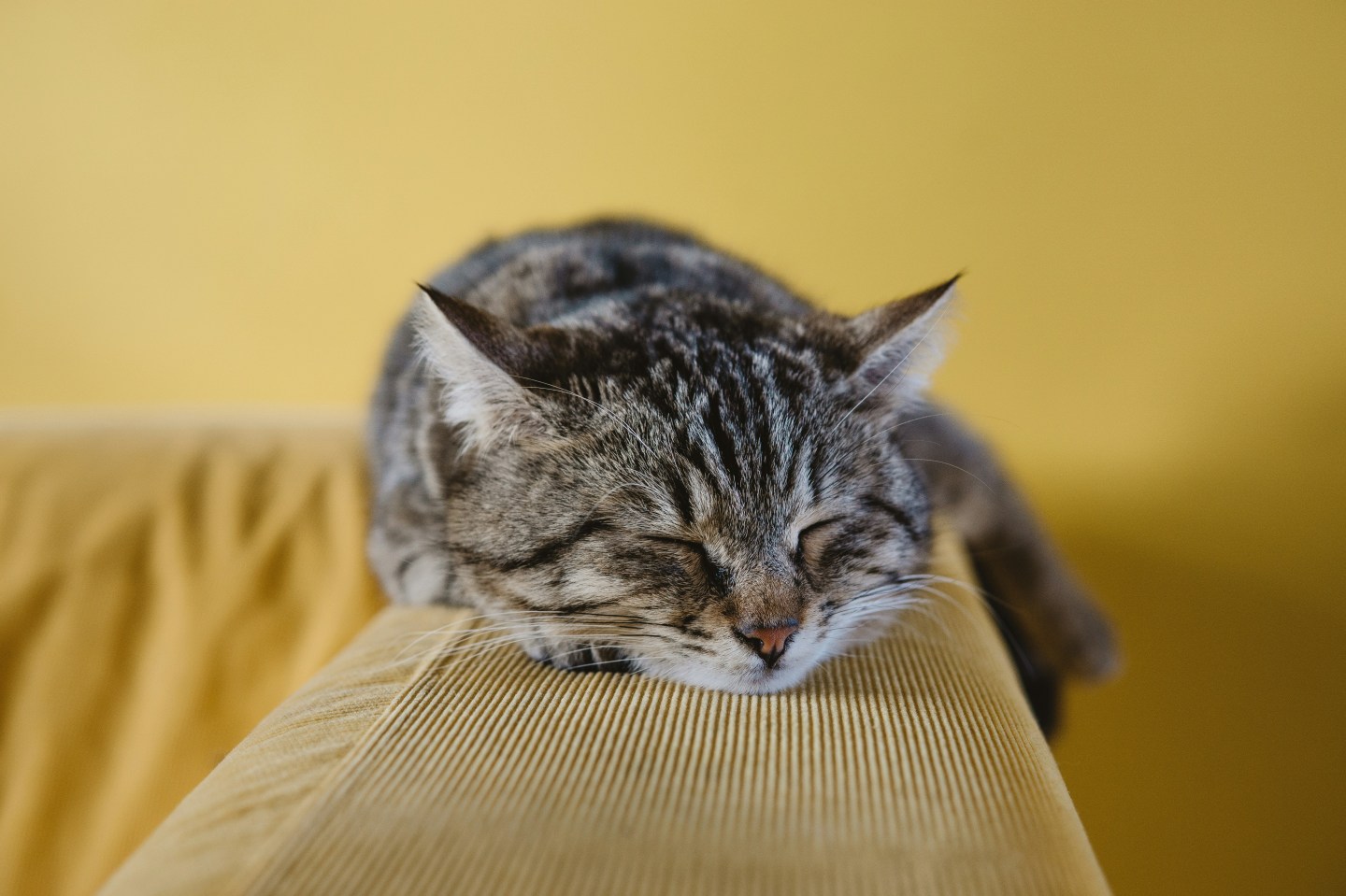 cat, tabby, brown, haircut, lap cat, brooklyn, snuggles
