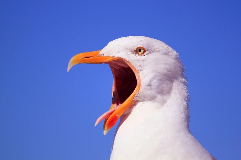 seagull, screeching, competition, europe, birds