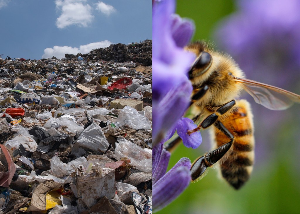 environment, innovation, bees, endangered species, Stanten Island, landfill