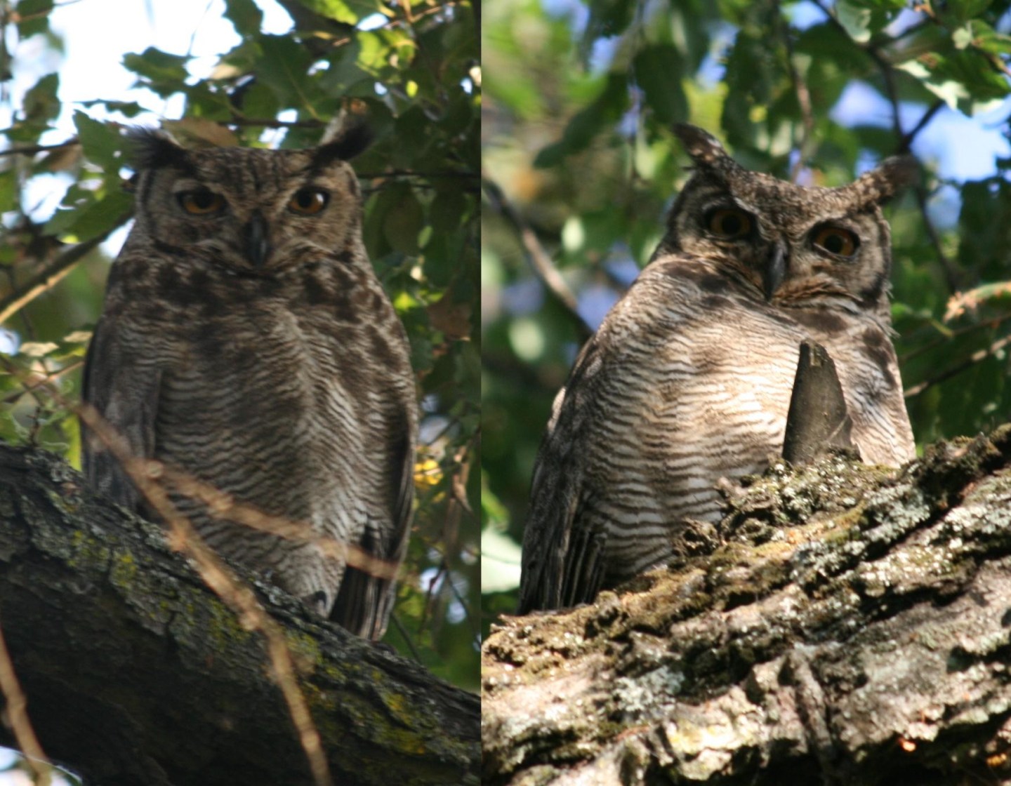 owl, interview, wildlife, hoot, birds, wildlife expert