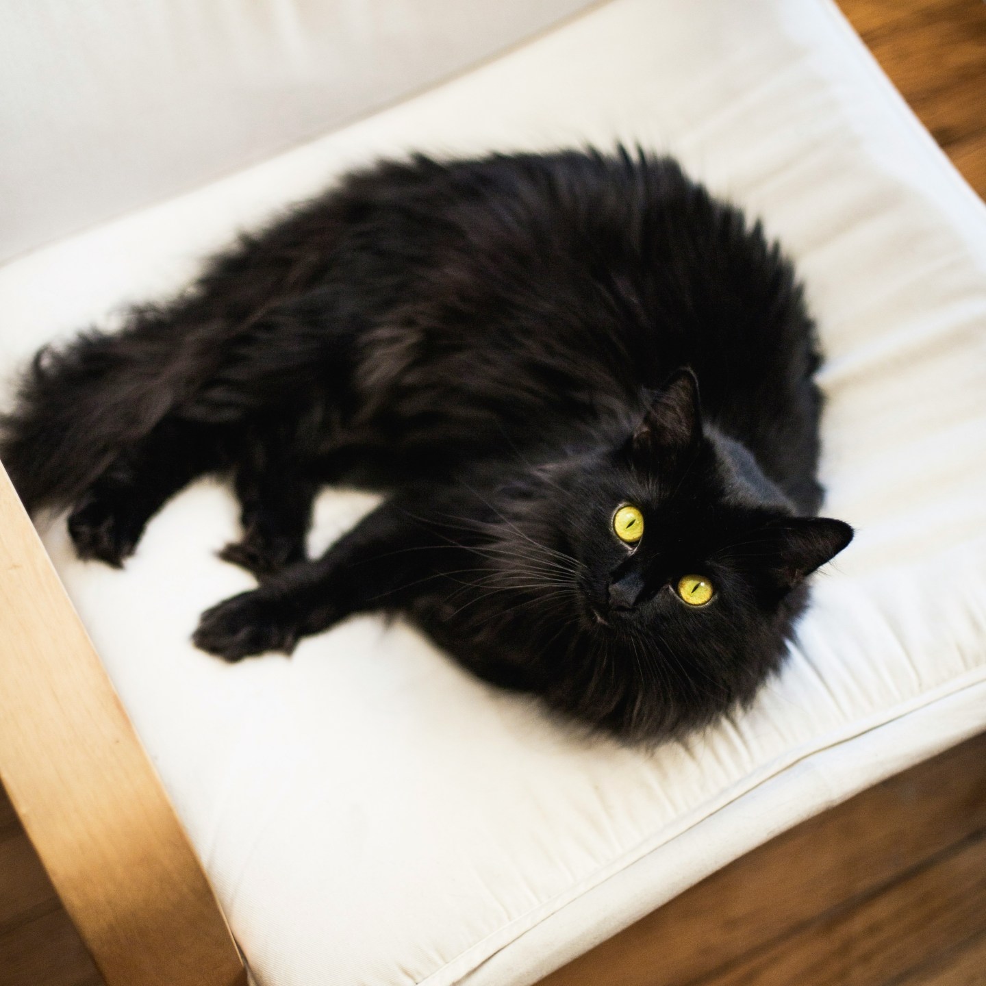 cat, knuckles, treadmill, treadmill cat, exercise, feline, fitness, pectus excavatum