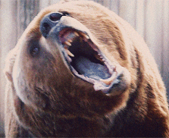 bear, bear fight, movie stars, mini series, HBO, Game of Thrones, Jaimie Lannister