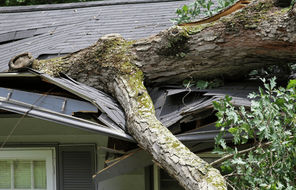 falling tree, kid saves mom, backyard accident, viral video, quick thinking kids
