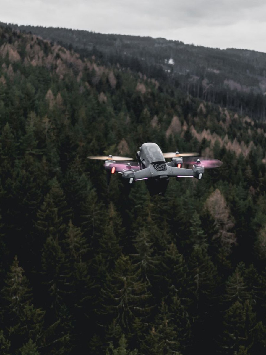 forest, deliver seeds, oak, wild cherry, native, volunteers, deforestation, illegal logging, tropical rainforest, Amazon