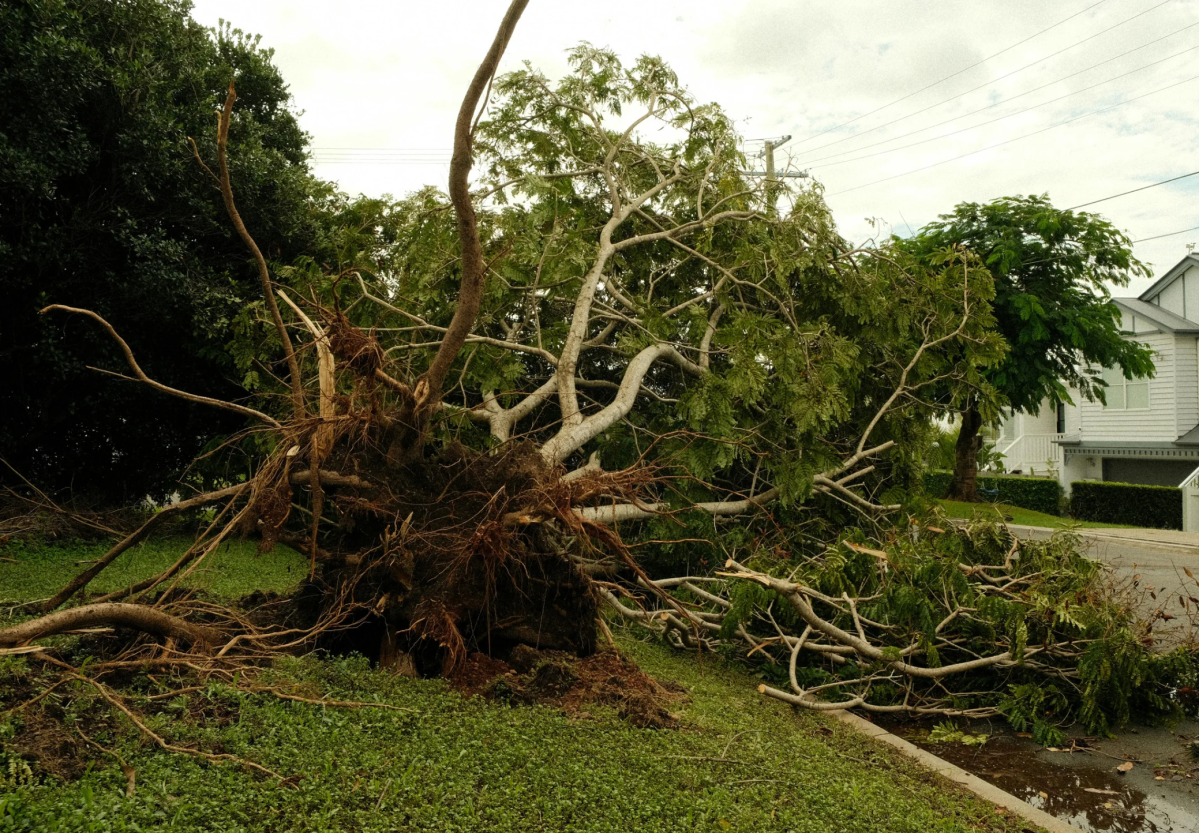 falling tree, kid saves mom, backyard accident, viral video, quick thinking kids