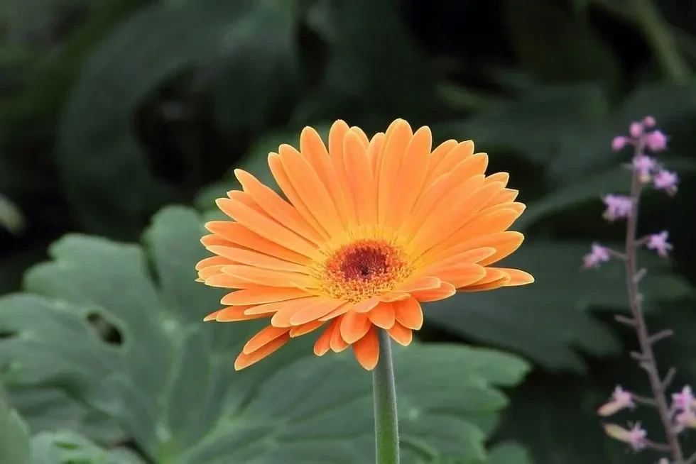 From the Aster family.