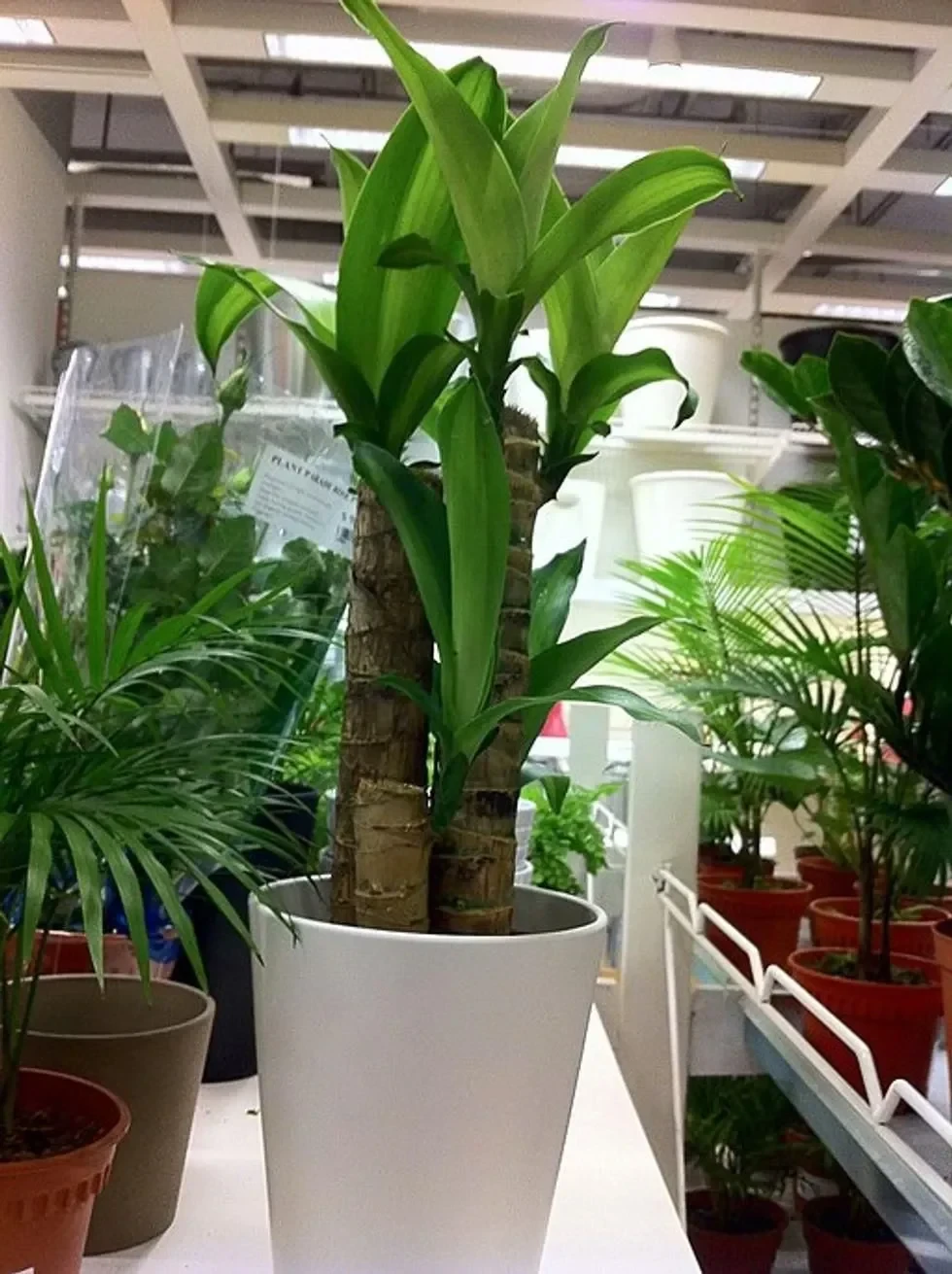 From the Asparagaceae family.