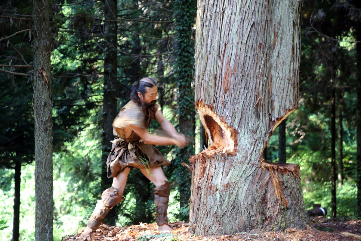 stone age, history, japan, cedar, dugout canoe, science