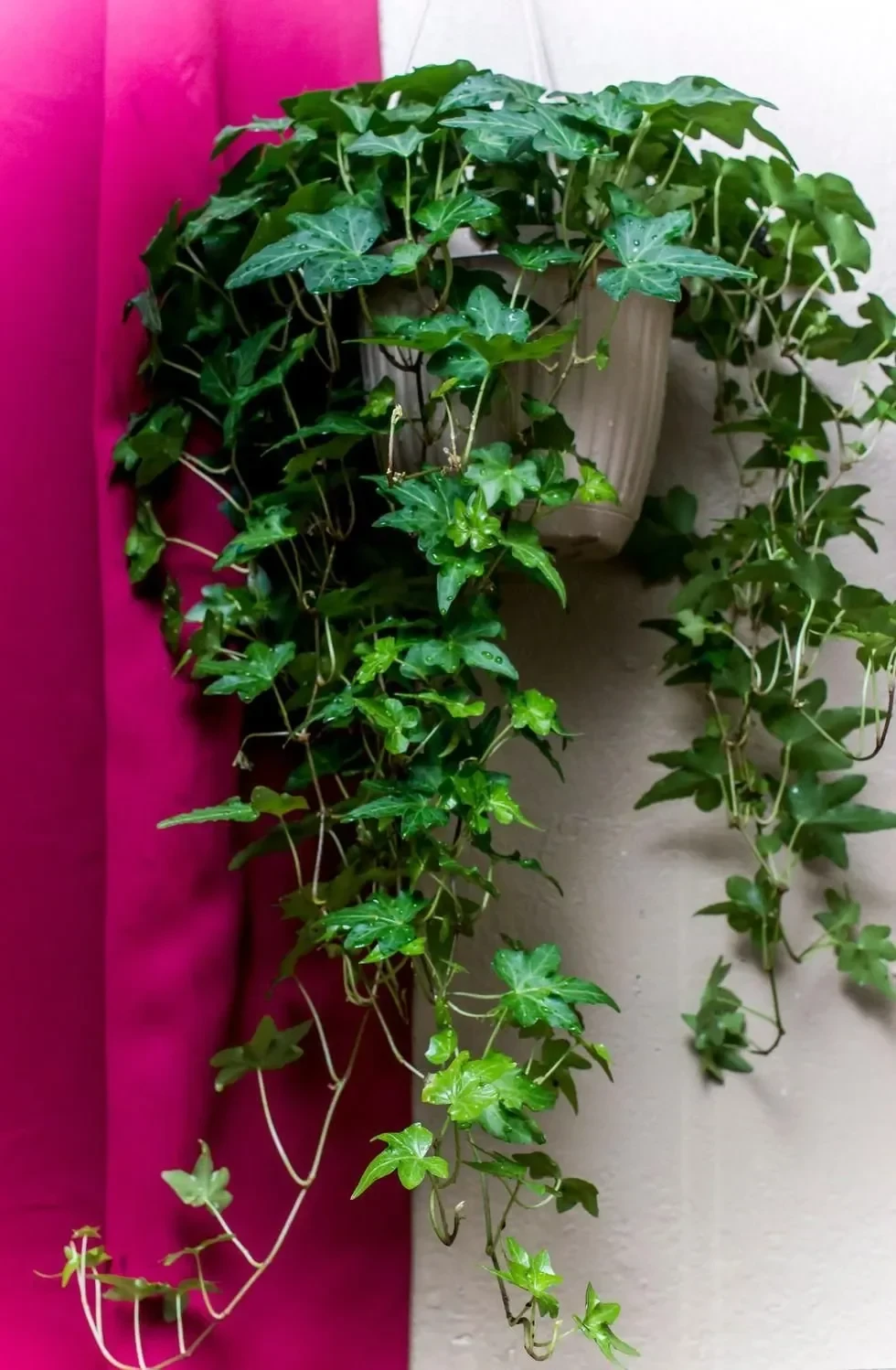 From the Araliaceae family.