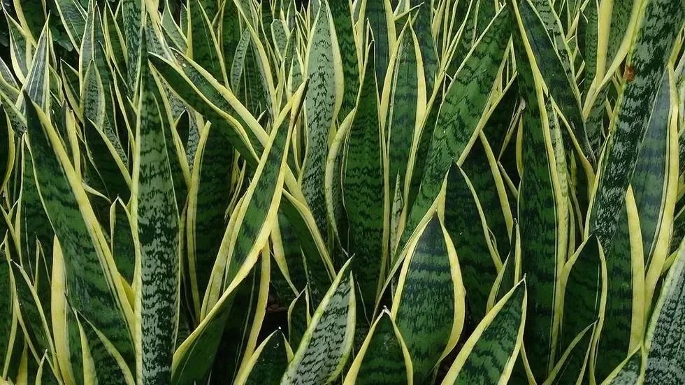 From the Asparagaceae family.