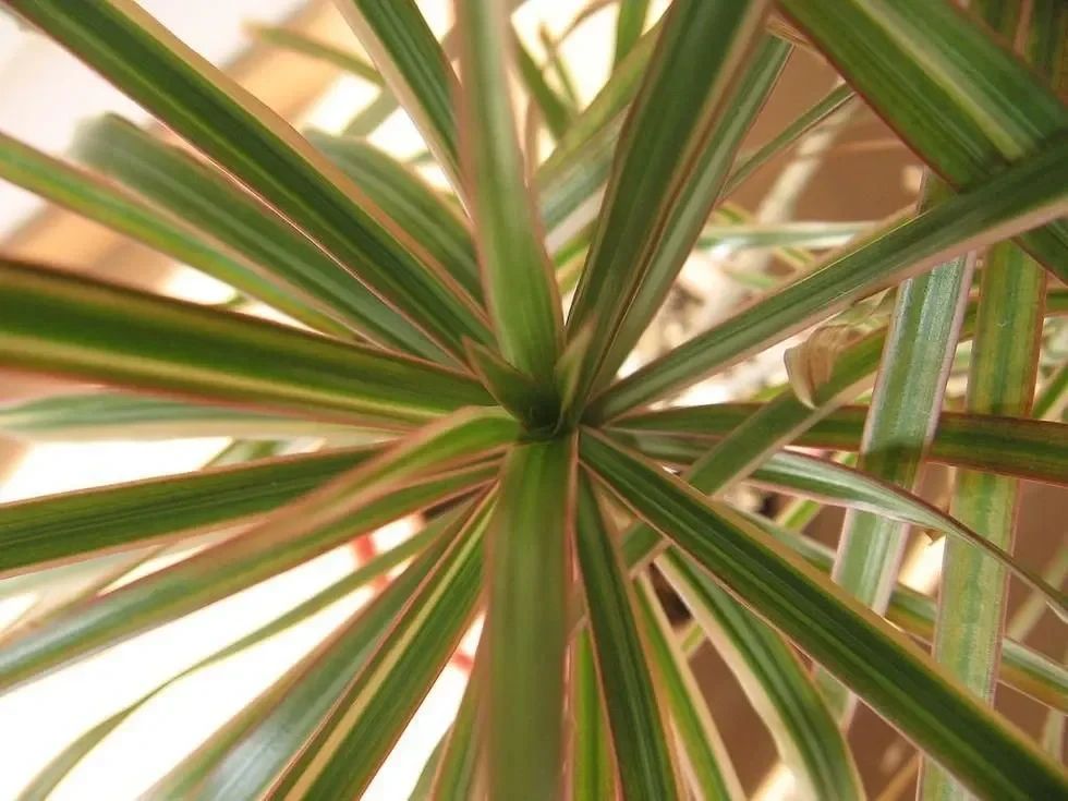 From the Century Plant family.